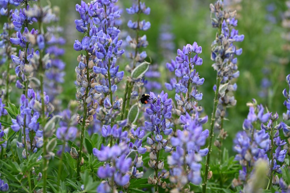 wildflowers